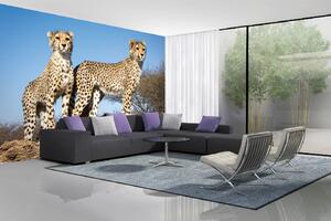 Samolepiaca vliesová fototapeta Mladí gepardy 375 x 250 cm
