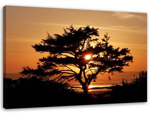 Obraz na plátne Strom pri mori pri západe slnka Rozmery: 60 x 40 cm