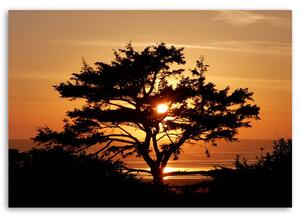 Obraz na plátne Strom pri mori pri západe slnka Rozmery: 60 x 40 cm