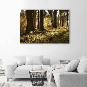 Obraz na plátne V lese Rozmery: 60 x 40 cm