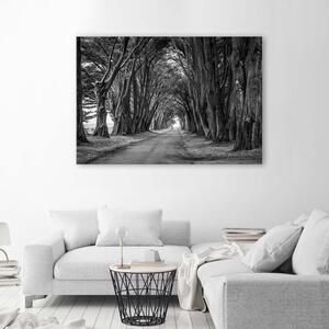 Obraz na plátne Lesná alej stromov Rozmery: 60 x 40 cm