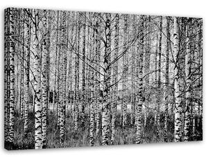 Obraz na plátne Čierne a biele brezy Rozmery: 60 x 40 cm
