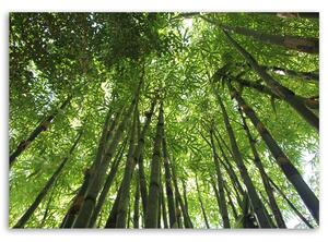 Obraz na plátne Vrcholy bambusov Rozmery: 60 x 40 cm