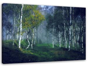 Obraz na plátne Brezy v hmle Rozmery: 60 x 40 cm