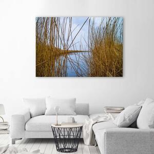 Obraz na plátne Trstina na jazere Rozmery: 60 x 40 cm