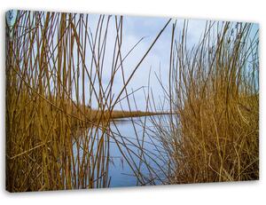 Obraz na plátne Trstina na jazere Rozmery: 60 x 40 cm