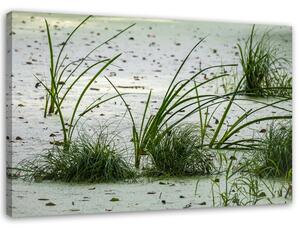Obraz na plátne Zelená tráva na pláži Rozmery: 60 x 40 cm