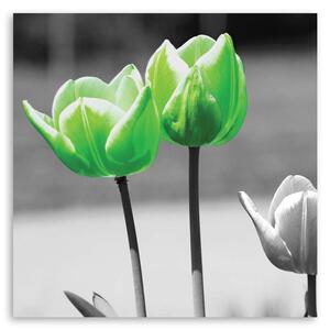 Obraz na plátne Zelené tulipány v sivej farbe Rozmery: 30 x 30 cm