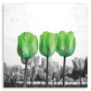 Obraz na plátne Zelené tulipány na lúke Rozmery: 30 x 30 cm