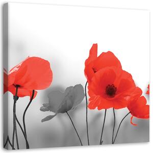 Obraz Červené maky v sivej farbe Veľkosť: 30 x 30 cm, Prevedenie: Obraz na plátne