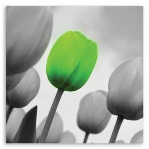 Obraz na plátne Zelený tulipán Rozmery: 30 x 30 cm