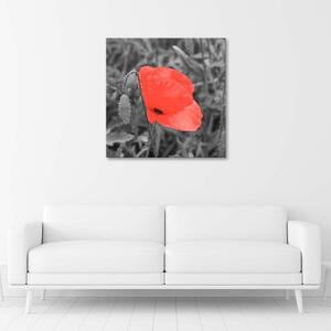 Obraz na plátne Červené maky v sivej farbe Rozmery: 30 x 30 cm