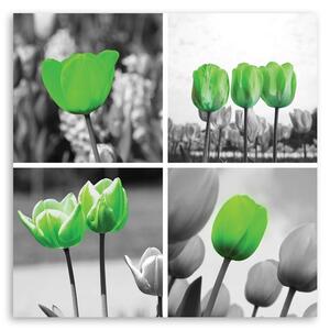 Obraz na plátne Zelené tulipány Rozmery: 30 x 30 cm