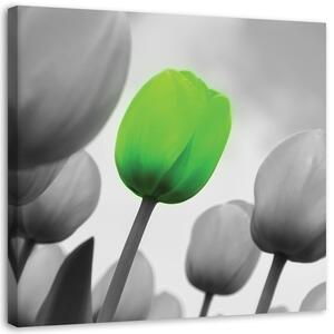 Obraz na plátne Zelený tulipán Rozmery: 30 x 30 cm