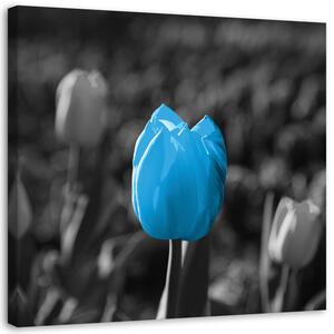 Obraz Modré tulipány v sivej farbe Veľkosť: 30 x 30 cm, Prevedenie: Obraz na plátne