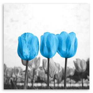 Obraz na plátne Modré tulipány Rozmery: 30 x 30 cm