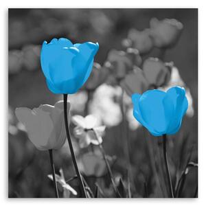 Obraz na plátne Modré tulipány na lúke Rozmery: 30 x 30 cm