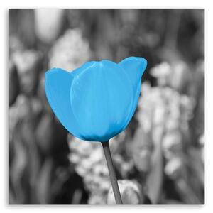 Obraz na plátne Modrý tulipán Rozmery: 30 x 30 cm