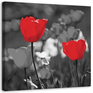 Obraz Červené tulipány v sivej farbe Veľkosť: 30 x 30 cm, Prevedenie: Obraz na plátne