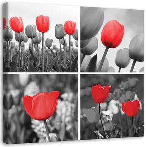 Obraz Červené tulipány na sivom pozadí Veľkosť: 30 x 30 cm, Prevedenie: Obraz na plátne