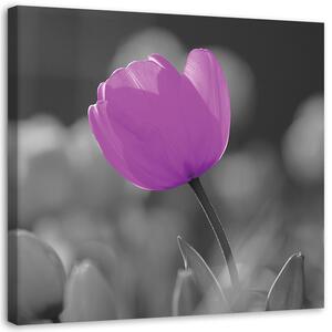 Obraz na plátne Fialový tulipán Rozmery: 30 x 30 cm