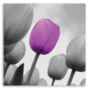Obraz na plátne Fialový tulipán v sivej farbe Rozmery: 30 x 30 cm