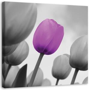 Obraz Fialový tulipán v sivej farbe Veľkosť: 30 x 30 cm, Prevedenie: Obraz na plátne