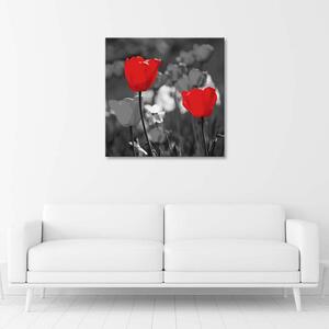 Obraz na plátne Červené tulipány v sivej farbe Rozmery: 30 x 30 cm