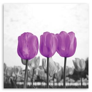 Obraz na plátne Fialové tulipány Rozmery: 30 x 30 cm