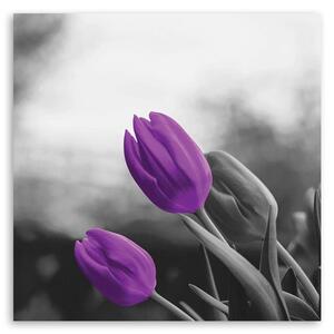 Obraz na plátne Dva fialové tulipány Rozmery: 30 x 30 cm