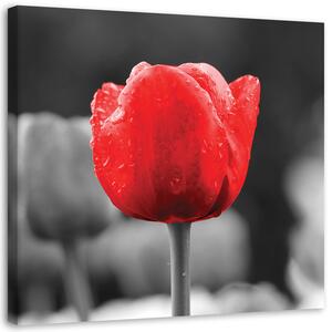 Obraz na plátne Červený tulipán Rozmery: 30 x 30 cm