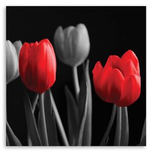Obraz na plátne Červené tulipány Rozmery: 30 x 30 cm