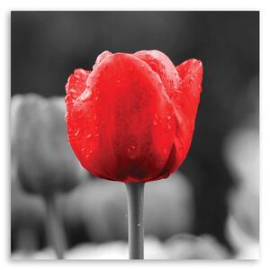 Obraz na plátne Červený tulipán Rozmery: 30 x 30 cm