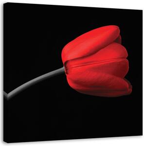 Obraz na plátne Červený tulipán kvet Rozmery: 30 x 30 cm