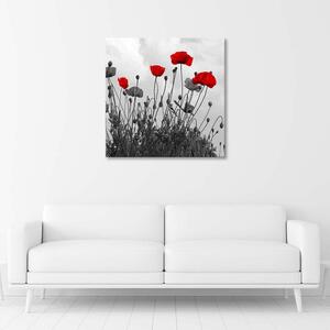 Obraz na plátne Červené kvety maku Rozmery: 30 x 30 cm
