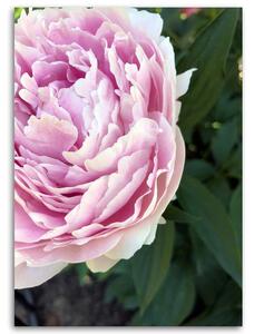 Obraz na plátne Ružová pivonka v detailnom zábere Rozmery: 40 x 60 cm