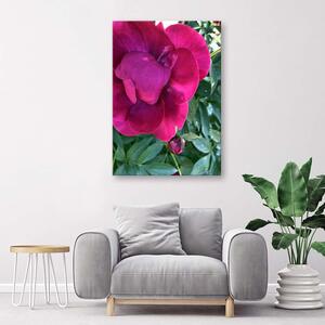 Obraz na plátne Veľký ružový kvet Rozmery: 40 x 60 cm