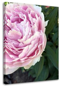 Obraz na plátne Ružová pivonka v detailnom zábere Rozmery: 40 x 60 cm