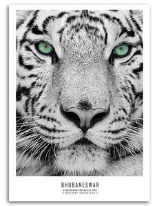 Obraz na plátne Biely tiger Rozmery: 40 x 60 cm