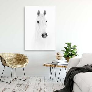 Obraz na plátne Sivý kôň Rozmery: 40 x 60 cm