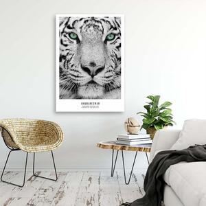 Obraz na plátne Biely tiger Rozmery: 40 x 60 cm