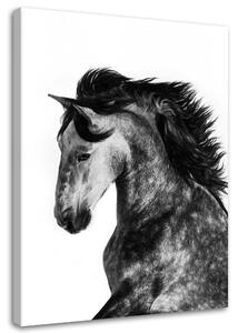 Obraz na plátne Divoký kôň Rozmery: 40 x 60 cm