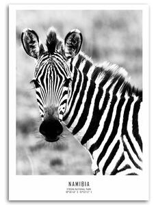 Obraz na plátne Zvedavá zebra Rozmery: 40 x 60 cm