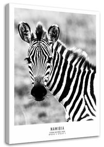 Obraz na plátne Zvedavá zebra Rozmery: 40 x 60 cm