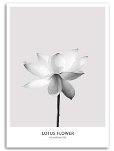 Obraz na plátne Biely lotosový kvet Rozmery: 40 x 60 cm