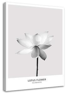 Obraz Biely lotosový kvet Veľkosť: 40 x 60 cm, Prevedenie: Obraz na plátne