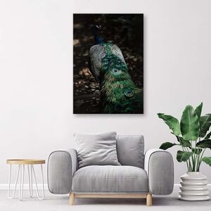 Obraz na plátne Páví chvost Rozmery: 40 x 60 cm