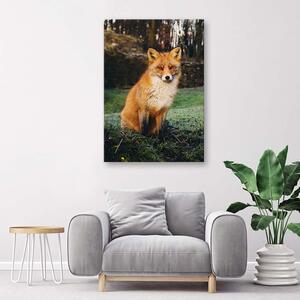 Obraz na plátne Líška v lese Rozmery: 40 x 60 cm