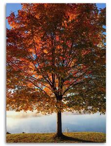 Obraz na plátne Jesenný strom Rozmery: 40 x 60 cm