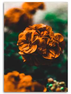 Obraz na plátne Oranžové kvety Rozmery: 40 x 60 cm